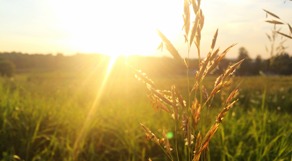lumiere-naturelle-soleil-champ-confort