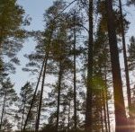 Coucher de soleil à travers de grands pins dans une forêt.