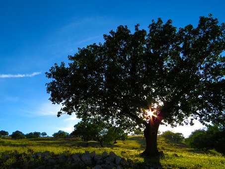 arbre-soleil-lumiere-naturelle