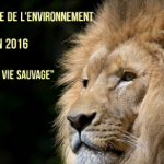 Visuel de la Journée mondiale de l’environnement du 5 juin 2016, avec fond noir, tête de lion à droite et slogan “Luttons pour la vie sauvage” à gauche