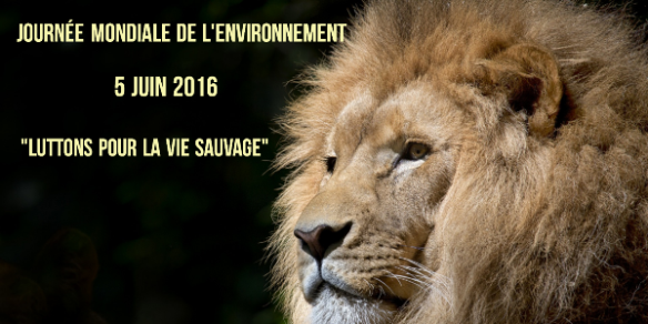 Couverture lion - Copie