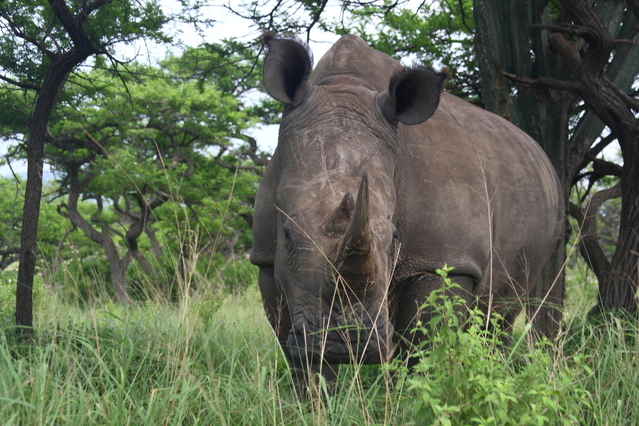 rhinoceros une espece protegee