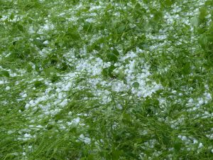 Des grêlons au sol sur de l'herbe