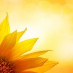 Gros plan d'un tournesol jaune vif