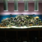 Grand aquarium récifal avec coraux colorés, poissons et éclairage intense.