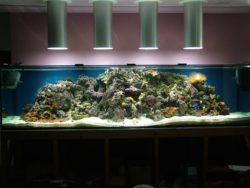 Grand aquarium récifal avec coraux colorés, poissons et éclairage intense.