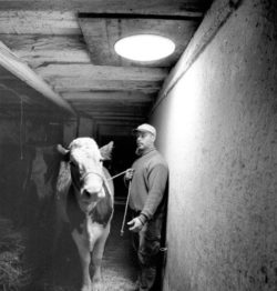 Homme menant une vache dans une étable éclairée par un puits de lumière.