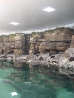 Pingouins à l'aquarium, rochers et eau turquoise